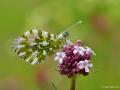 Anthocharis cardamines (Turuncusüslü)